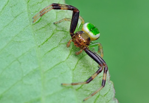 Grüne Blattkrabbenspinne (Ebrechtella tricuspidata), 01.05.2010