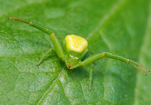 Grüne Blattkrabbenspinne (Ebrechtella tricuspidata)
