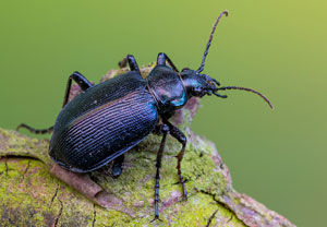 Kleiner Puppenräuber (Calosoma inquisitor), 07.05.2022, Nörvenich