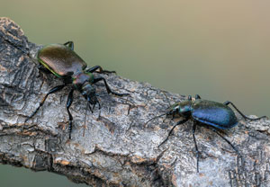 Kleiner Puppenräuber (Calosoma inquisitor), 08.05.2022, Nörvenich
