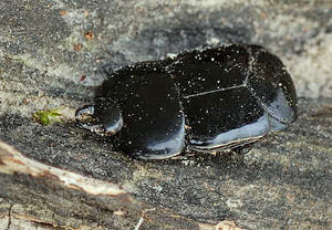Abgeplatteter Stutzkäfer (Hololepta plana)