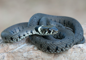 Barrenringelnatter (Natrix helvetica), 03.06.2011