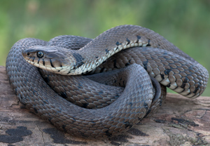 Barrenringelnatter (Natrix helvetica), 29.05.2011