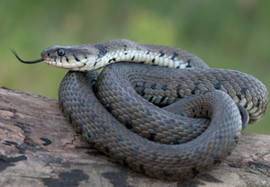Barrenringelnatter (Natrix helvetica), 29.05.2011