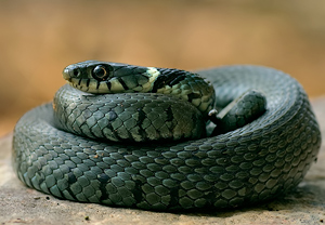 Barrenringelnatter (Natrix helvetica)