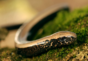 Blindschleiche (Anguis fragilis) &ndash; Foto 2