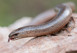 Blindschleiche (Anguis fragilis), 30.04.2011