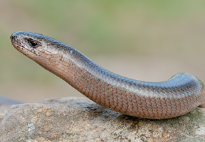 Blindschleiche (Anguis fragilis), 01.05.2011