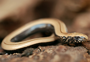 Blindschleiche (Anguis fragilis) &ndash; Foto 1