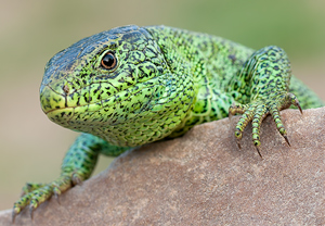 Zauneidechse (Lacerta agilis) &ndash; Foto 3