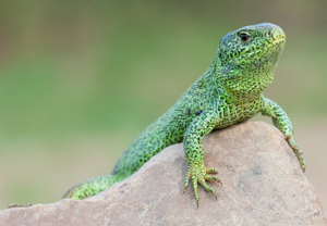 Zauneidechse (Lacerta agilis) &ndash; Foto 4