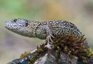 Zauneidechse (Lacerta agilis) &ndash; Foto 5