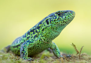 Zauneidechse (Lacerta agilis), Młoszowa