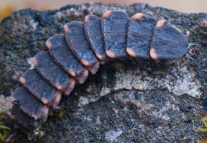 Großer Leuchtkäfer (Lampyris noctiluca) &ndash; Foto 1