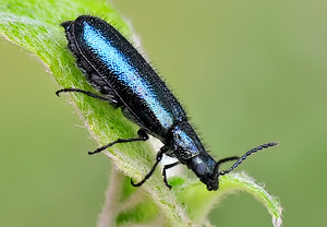 Blauer Wollhaarkäfer (Dasytes caeruleus) &ndash; Foto 2
