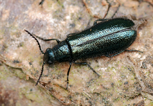 Blauer Wollhaarkäfer (Dasytes caeruleus)