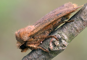 Heidelbeer-Wintereule (Conistra vaccinii) &ndash; Foto 2
