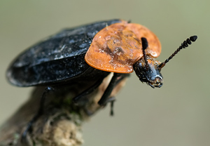 Rothalsige Silphe (Oiceoptoma thoracicum), 30.03.2010