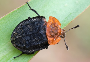 Rothalsige Silphe (Oiceoptoma thoracicum), 30.03.2010