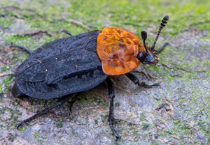 EU-Insekten - Oiceoptoma thoracica - Rothalsige Silphe - Aaskäfer - Käfer