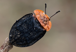 Oiceoptoma thoracicum