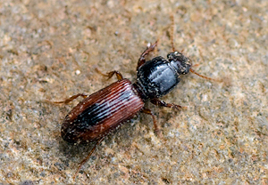 Clivina collaris &ndash; Foto 2