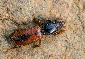 Clivina collaris &ndash; Foto 1