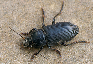 Schwarzer Schmuckläufer (Anisodactylus binotatus) &ndash; Foto 2