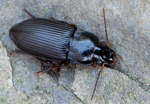 Schwarzer Schmuckläufer (Anisodactylus binotatus), 23.04.2019