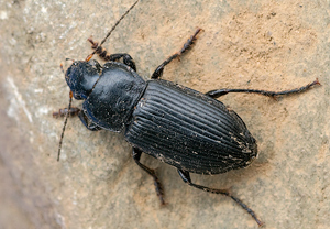 Schwarzer Schmuckläufer (Anisodactylus binotatus) &ndash; Foto 1