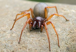Großer Asseljäger (Dysdera crocata) – Foto 2
