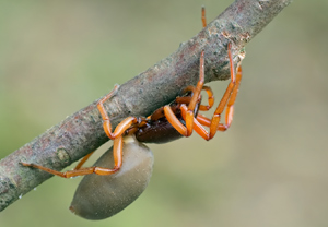 Großer Asseljäger (Dysdera crocata) – Foto 3