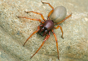 Großer Asseljäger (Dysdera crocata) – Foto 1