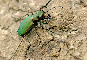 Feld-Sandlaufkäfer (Cicindela campestris) &ndash; Foto 2