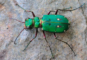 Feld-Sandlaufkäfer (Cicindela campestris) &ndash; Foto 3
