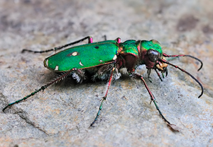Feld-Sandlaufkäfer (Cicindela campestris) &ndash; Foto 4