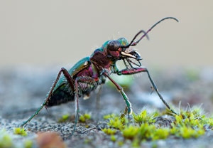 Feld-Sandlaufkäfer (Cicindela campestris), 04.10.2014, Bad Münstereifel