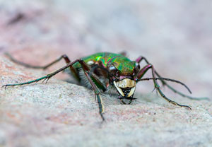 Feld-Sandlaufkäfer (Cicindela campestris), 25.04.2021, Brühl
