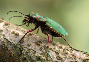 Feld-Sandlaufkäfer (Cicindela campestris) &ndash; Foto 1