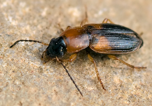 Bunter Scheibenhals-Schnellläufer (Stenolophus teutonus) &ndash; Foto 2
