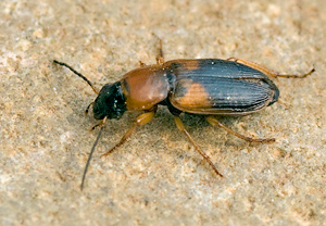 Bunter Scheibenhals-Schnellläufer (Stenolophus teutonus) &ndash; Foto 1