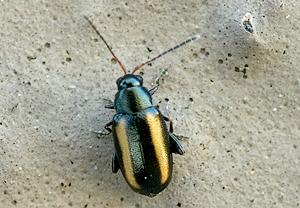 Phyllotreta vittula &ndash; Foto 1