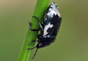 Schwarzweiße Erdwanze (Tritomegas bicolor) &ndash; Foto 2