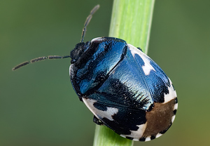 Schwarzweiße Erdwanze (Tritomegas bicolor)