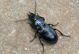 Molops elatus