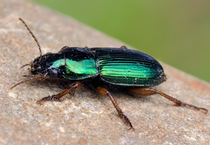 Metallfarbener Schnellläufer (Harpalus affinis) &ndash; Foto 2