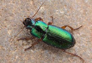 Metallfarbener Schnellläufer (Harpalus affinis) &ndash; Foto 1