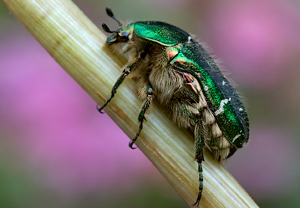 Gemeiner Rosenkäfer (Cetonia aurata) &ndash; Foto 2