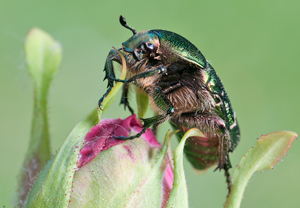 Gemeiner Rosenkäfer (Cetonia aurata) &ndash; Foto 3