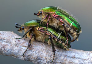 Gemeiner Rosenkäfer (Cetonia aurata), 08.05.2022, Niederzissen, Bausenberg